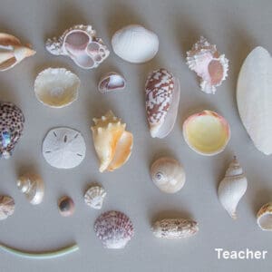 Seashell Set