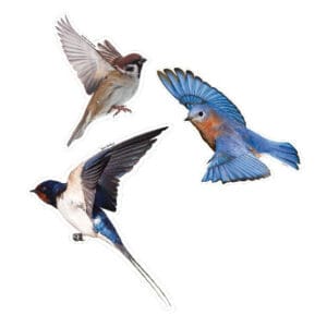 Bird Cutouts (Set of 13)