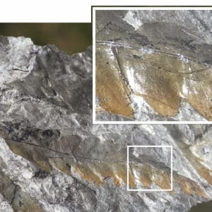 Small sample of a fossil (3” – 5” diameter)