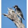 Nature Posters, set of 13 - Image 3