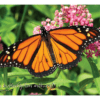 Nature Posters, set of 13 - Image 4