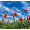 Nature Posters, set of 13 - Image 7