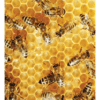 Nature Posters, set of 13 - Image 8