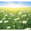 Nature Posters, set of 13 - Image 11