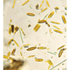 Nature Posters, set of 13 - Image 12