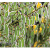 Nature Posters, set of 13 - Image 13