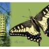 Nature Posters, set of 13 - Image 14