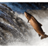 Nature Posters, set of 13 - Image 15