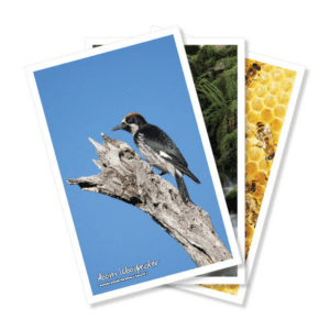 Nature Posters, set of 13